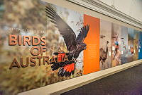 Birds Of Australia Exhibit 2018-21.jpg